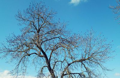 Les Arbres