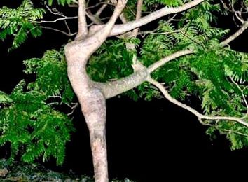 L'arbre qui danse