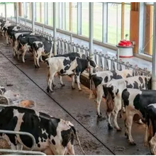 Nouvelle étude : ce que signifie une réduction de moitié du nombre d'animaux dans la pratique en Allemagne