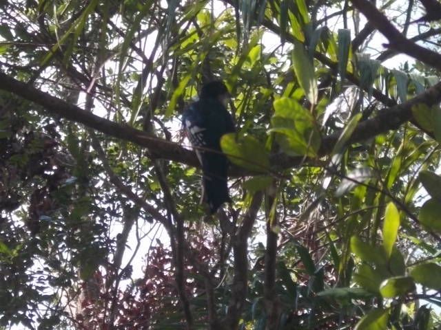 la parc naturel Alejandro Humbolt, le guide doit m envoyer le nom des plantes....baignade au retour a Maguana, les 2 petites baies rouges sont utilisees pour les maracas, l oiseau avec du rouge est le tocororo, oiseau embleme nationale, quand les enfants n avaient pas de cahier ils ecrivaient avec la pointe fournie par un cocotier sur les feuilles vertes les revolutionnaires aussi,  la grenouille est la plus petite du monde, on a pas vu de lamantin dans la baie ou ils se trouvent