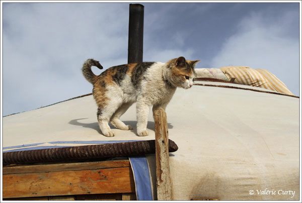 Photographies de Mongolie