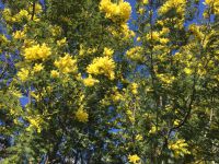 mimosa fleurs jaunes sur charlotteblabla