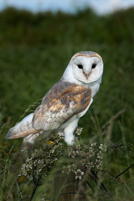 LES CHOUETTES, C' EST CHOUETTE