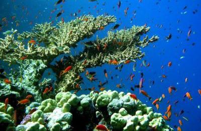 Pourquoi sauvez le corail?