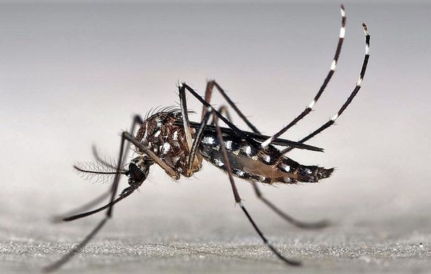 Augmentation des cas de Dengue au Cambodge