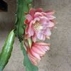 Epiphyllum Doris Pitman