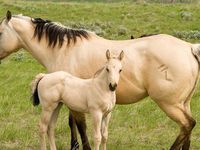 Le Quarter Horse, une race aux multiples qualités qui possède le plus grand effectif au monde