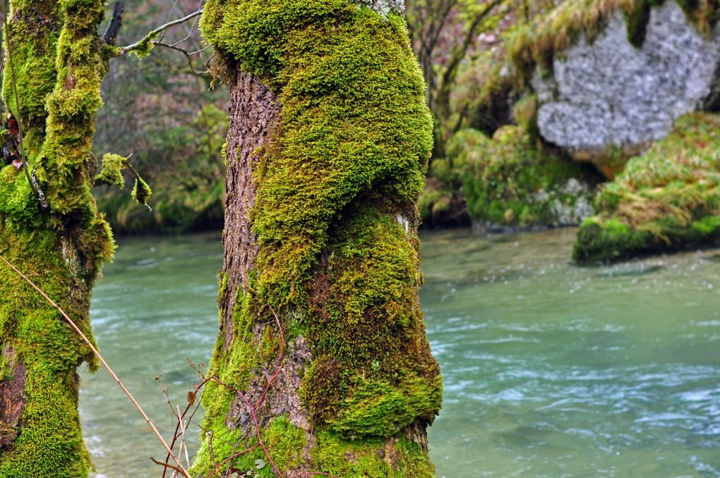 Quelques photos prises lors d'une petite balade le long du Dessoubre en Janvier 2013