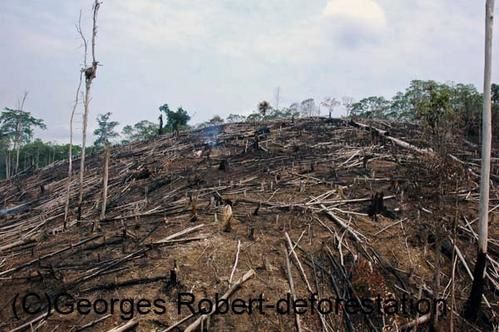 Une série d'image du véritable massacre écologique qui est en cours à Bornéo. Exploitation des bois précieux, du charbon de bois, plantation de palmiers à huile... Un sacré cocktail...!