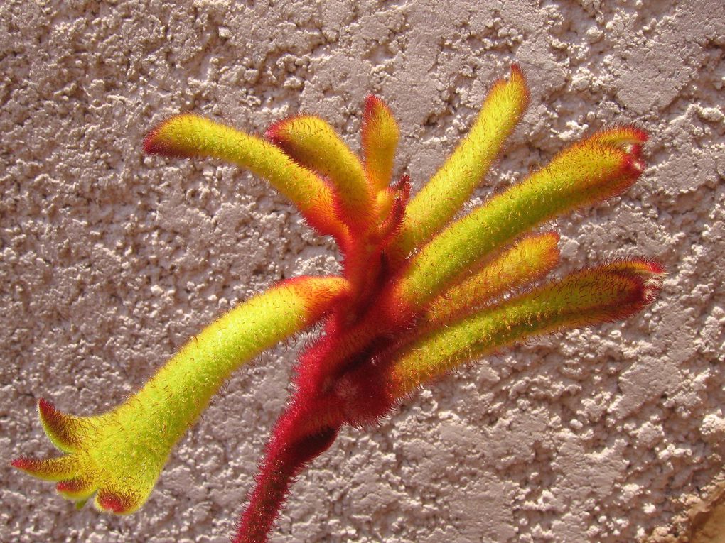 Photos diverses de fleurs et plantes de mon jardin, pour la plupart... en toutes saisons.