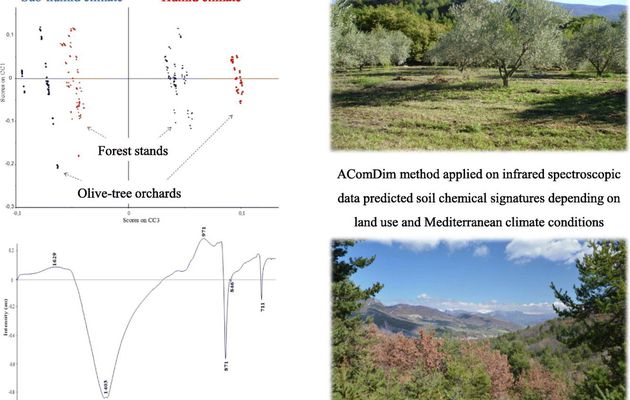 Infrared spectroscopy as a useful tool to predict land use depending on Mediterranean contrasted climate conditions: A case study on soils from olive-orchards and forests