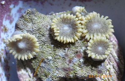 encore deux nouvelles souches de zoanthus