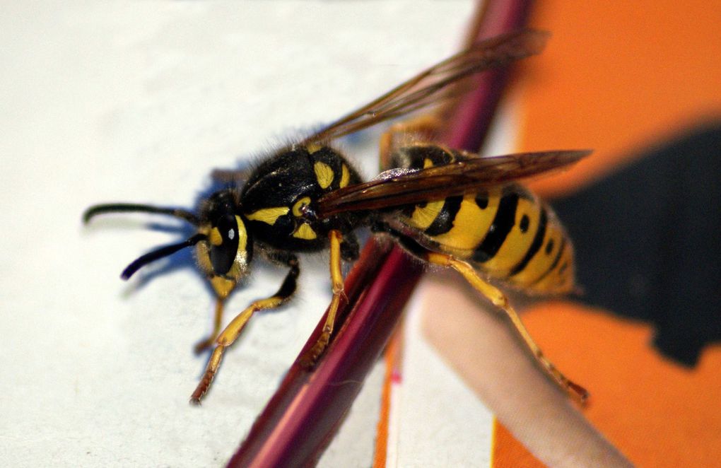 Photos d'insectes et d'araignées généralement en macro