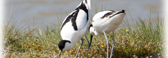 Avocettes élégantes 