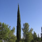 Cupressus sempervirens - Wikipédia