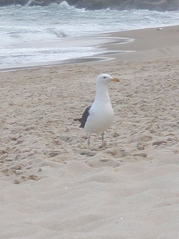 Floripa, pour les intimes, et l'Ilha de Santa Catarina : plages à perte de vue, végétation luxuriante, activités sportives, casse-croûtes sur le pouce, sieste dans le hamac... le début des vacances, ça promet pour la suite !