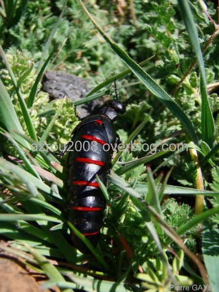 Photos d'insectes et autres bestioles croisées dans la journée, généralement en forêt d'Azrou dans les montagnes du Moyen-Atlas au Maroc... scorpions, araignées, fourmis, ânes, papillons, abeilles ou cigales sont présents dans cet album