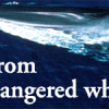 STOP au massacre des baleines mises en danger d'extinction par l'Islande (IFAW)