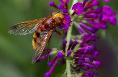 Volucella zonaria