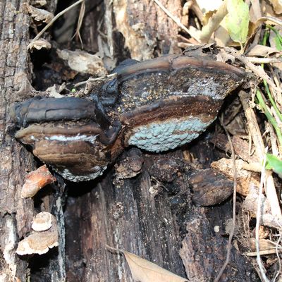 champignons d'arbres