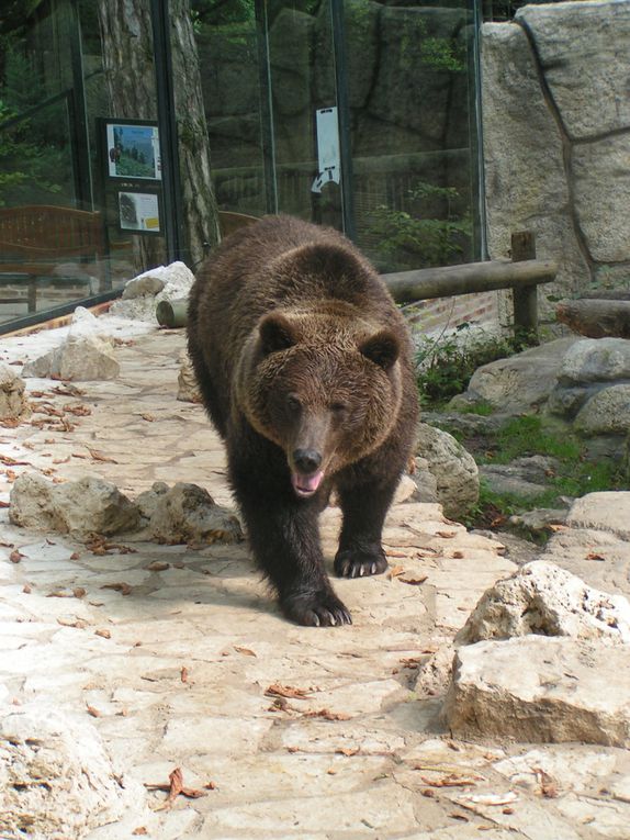 Album - Visite-du-Zoo-Parc-de-Beauval