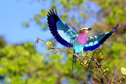 Le Rollier à longs brins, Coracias Caudatus Linnaeus, Est de l'Afrique