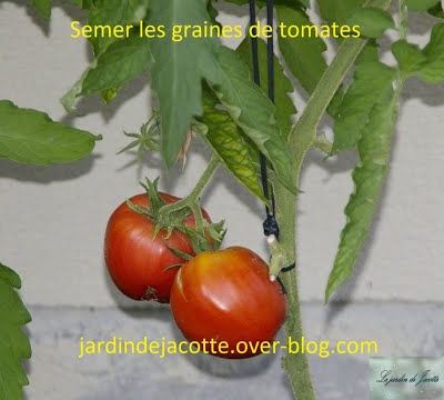 SEMER LES TOMATES