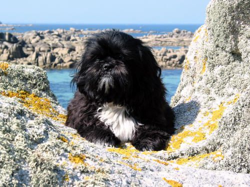 Voici des photos des animaux qui nous entourent, ils font partie de notre vie, pour le meilleur et pour le pire, et resteront dans notre coeur pour toujours... Et voici aussi la famille !