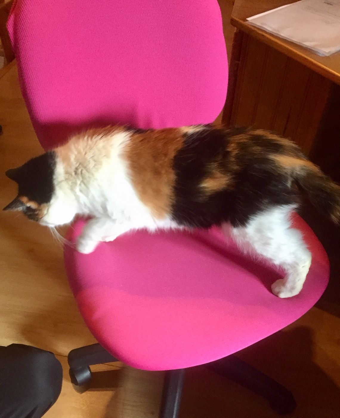 Paroles De Chat 2 Une Terre A Histoires