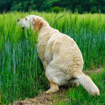 Voilà pourquoi les déjections canines sont plus nocives que le lisier