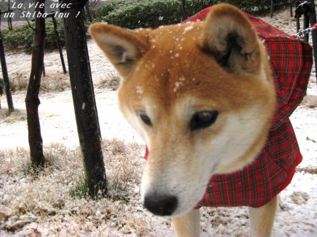 *Toutes les photos dans "La vie avec un Shiba Inu !"  appartiennent à "akishiba", l'auteur de ce blog. 