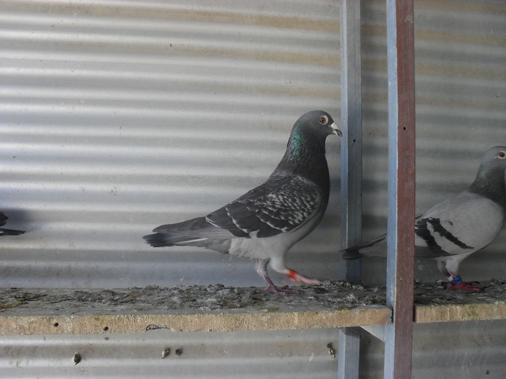 mes pigeons voyageurs