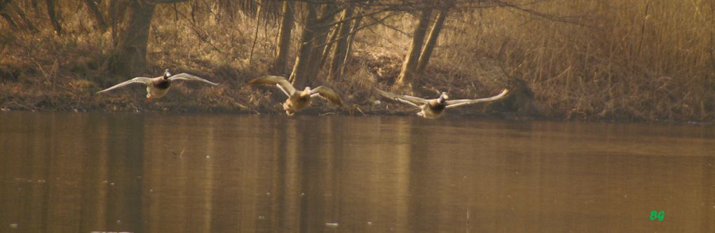 Photos de la faune de nos forets d'Alsace.&nbsp;