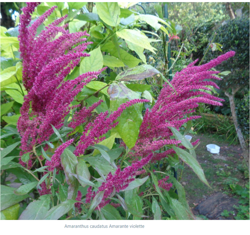 Mon jardin Le Clos fleuri en octobre 2022