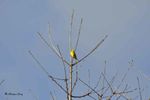 Bruant jaune (Emberiza citrinella)