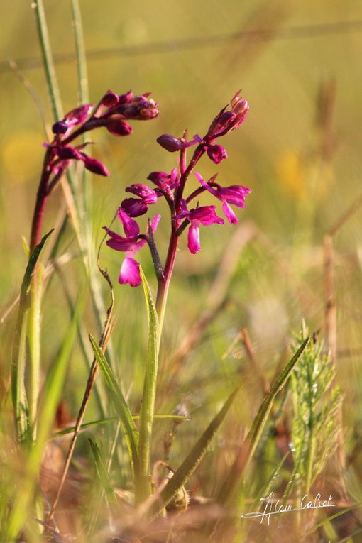 Orchis à feuille lache 