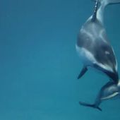 VIDEO. Regardez la naissance d'un bébé dauphin dans l'aquarium de Chicago