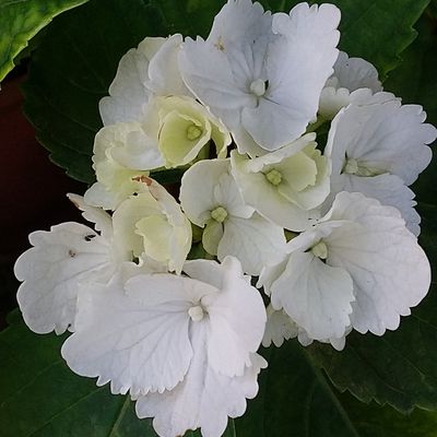 l'Atelier conter fleurette en Vaunage  : les hortensias