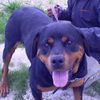 DIANE, gentille Rottweiler de 4 ans - ADOPTEE