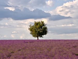 La symbolique de l'arbre.....ce relais de l'univers qui nous rappelle à l'humilité et aux vraies valeurs de l'Existence.....qui nous murmure l'humilité, la sagesse et la patience d'une Vie....ce grand Sage semble un point de ralliement pour tous ces champs gorgés de couleurs; plus qu'un repère, un ancrage......Nature quand tu nous montres la voie....!!!