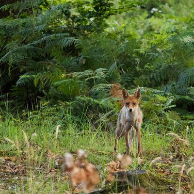 Renard et sangliers en forêt de Fontainebleau