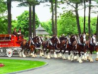 Le Clydesdale, une race autochtone qui fait la fierté de l'Écosse