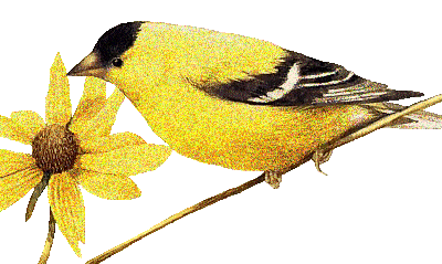 Oiseau - Fleur - Gif scintillant - Gratuit