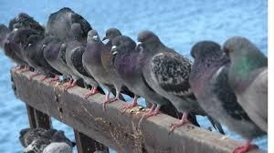 Faire fuir les pigeons !