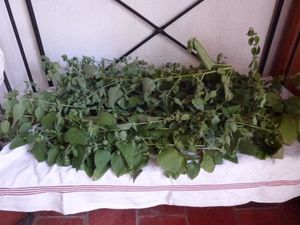 La cueillette des plantes médicinales et leur conservation