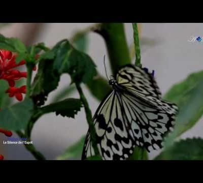 Michel Pépé - Le Silence de l'Esprit 