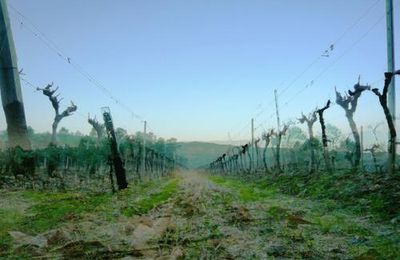 "..Vigne folle. Vigne qui n'est pas entretenue, pas taillée par l'homme et se développe sans limitation, comme à l'état sauvage.."