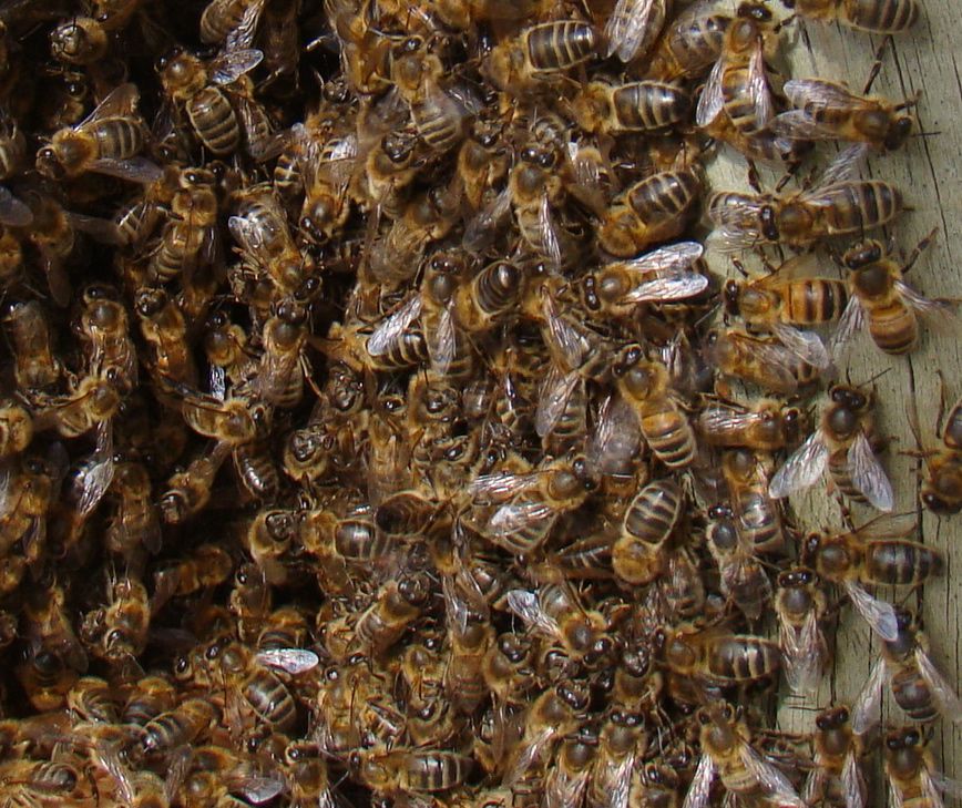 Essaim d'abeilles posé sur une borne de sécurité en bord de route entre la voie routière et la voie cyclable! Face au Collège du Pinier à MELLE! Gloubs!!!