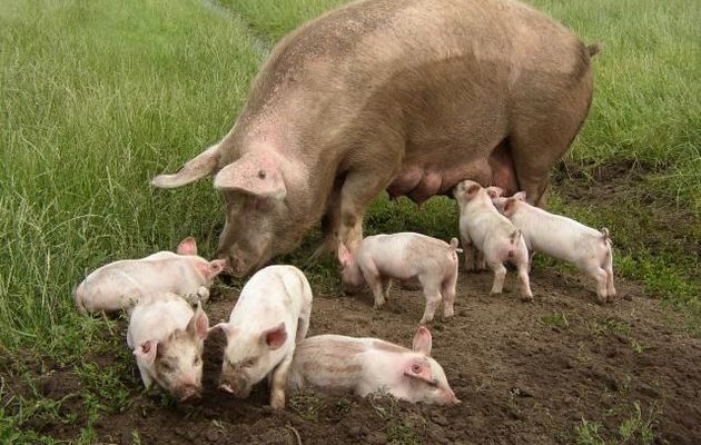 Le porc (Sus domesticus). Suidés