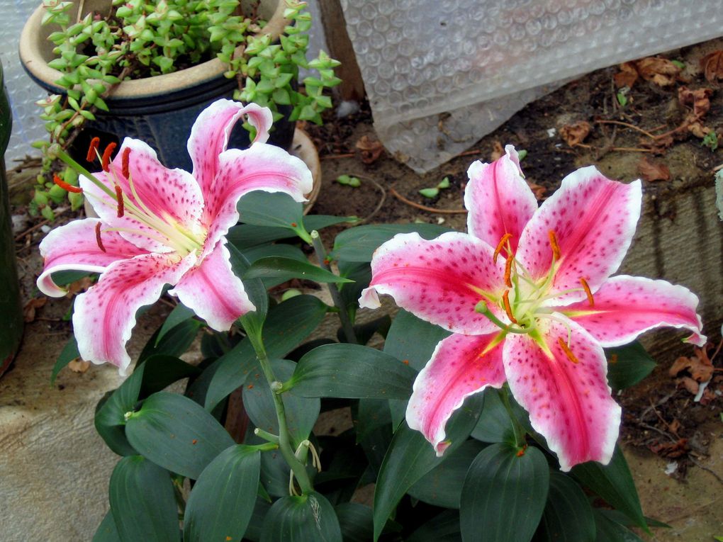 Les plantes et fleurs de mon jardin